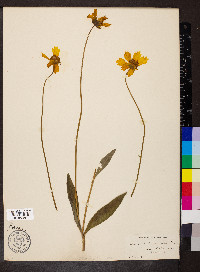 Coreopsis lanceolata image