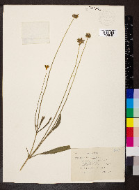 Coreopsis lanceolata image