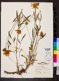 Coreopsis lanceolata image