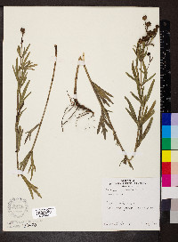 Coreopsis palmata image