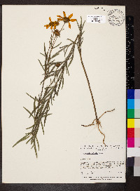 Coreopsis palmata image