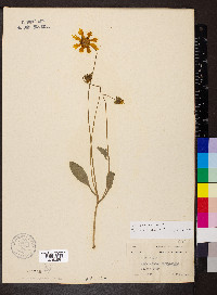 Coreopsis pubescens image