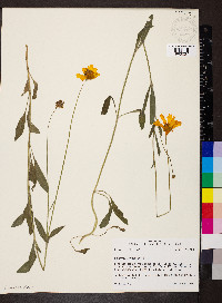 Coreopsis pubescens image