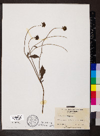 Coreopsis pubescens image