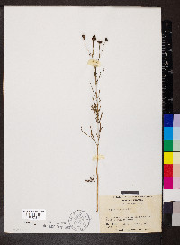 Coreopsis tinctoria image