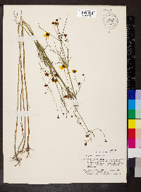 Coreopsis tinctoria image