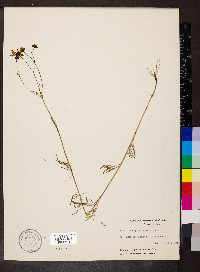 Coreopsis tinctoria image