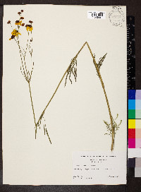 Coreopsis tinctoria image