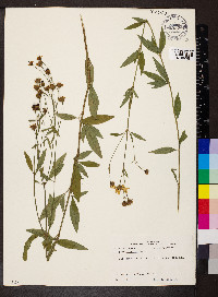 Coreopsis tripteris image