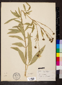 Coreopsis tripteris image