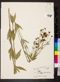 Coreopsis tripteris image