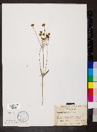 Coreopsis tripteris image