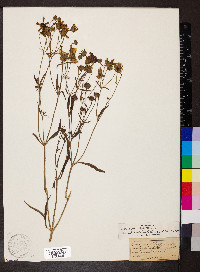 Coreopsis tripteris image