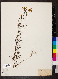 Coreopsis verticillata image