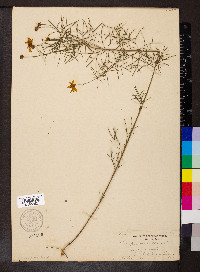 Coreopsis verticillata image