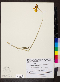 Coreopsis lanceolata image