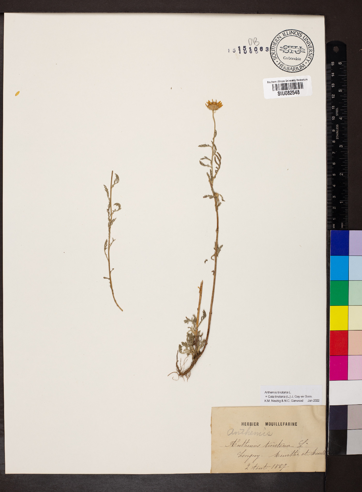 Cota tinctoria image