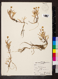 Cotula coronopifolia image