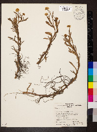 Cotula coronopifolia image