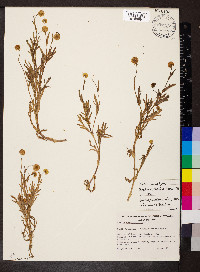 Cotula coronopifolia image