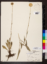 Craspedia uniflora image