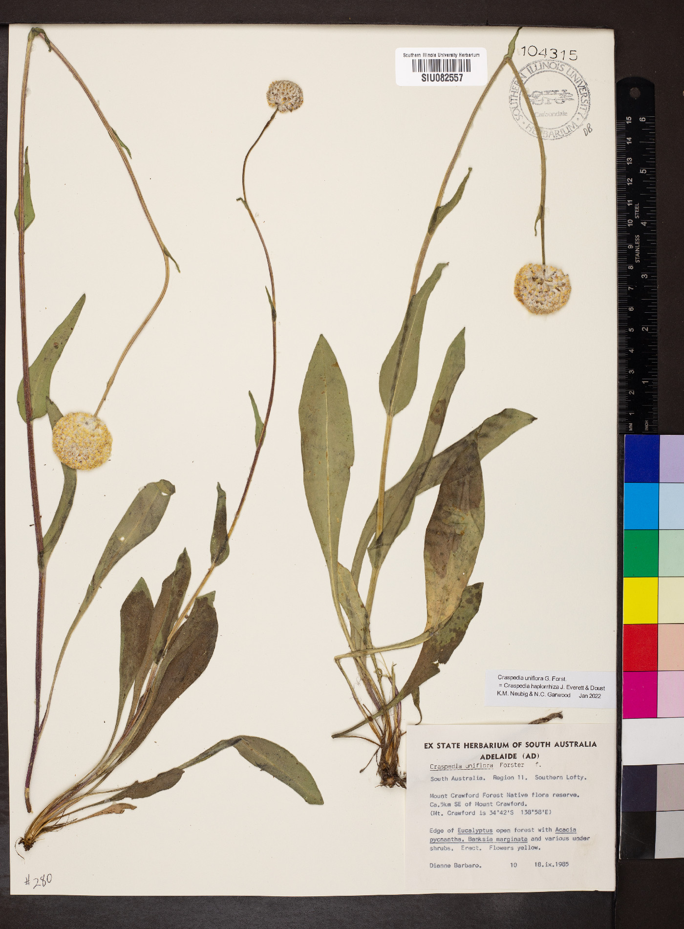 Craspedia uniflora image