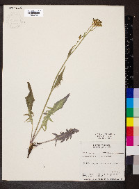 Crepis acuminata image