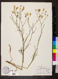 Crepis barbigera image