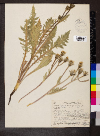 Crepis occidentalis image