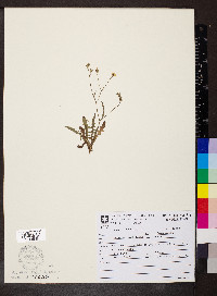 Crepis capillaris image