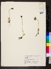 Crepis aurea image