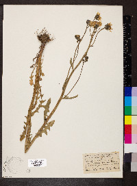 Crepis biennis image