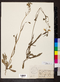 Crepis capillaris image