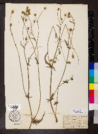 Crepis setosa image