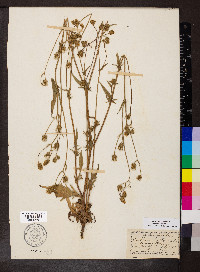 Crepis setosa image