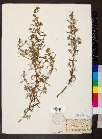 Dittrichia graveolens image