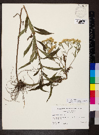 Doellingeria umbellata var. pubens image