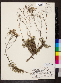 Dubautia scabra image