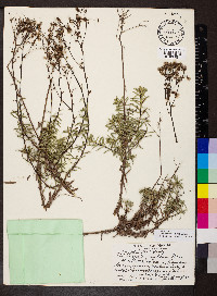 Dubautia scabra image