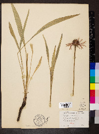Echinacea pallida image