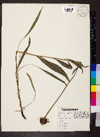 Echinacea pallida image