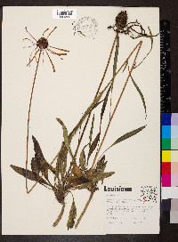 Echinacea pallida image