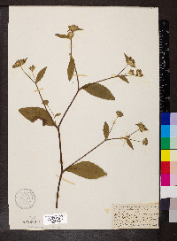 Elephantopus carolinianus image