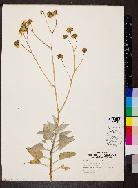 Encelia farinosa image