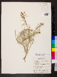 Ericameria nauseosa var. nauseosa image