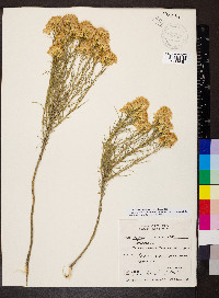 Ericameria nauseosa var. nauseosa image