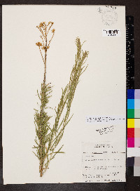 Ericameria nauseosa var. nauseosa image