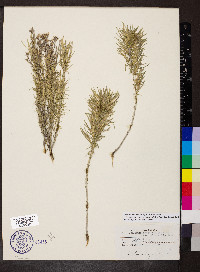 Ericameria nauseosa var. nauseosa image