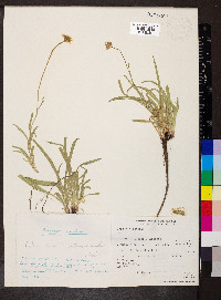 Erigeron eatonii image