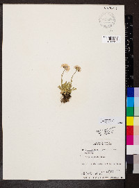 Erigeron grandiflorus image